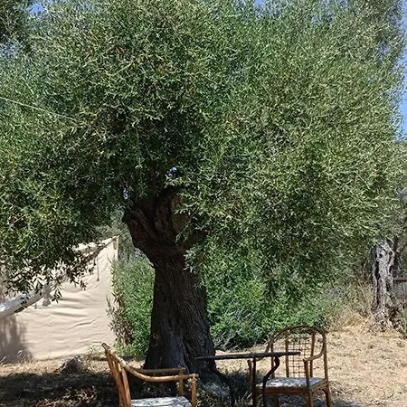 Meltheane Campo de lujo *