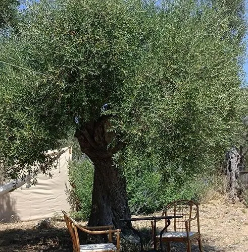 Meltheane Campo de lujo *